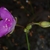 Flower and bud (Bladen County, NC)-Early Summer