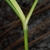 Sessile leaf juncture (Bladen County, NC)-Early Summer