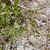 Native habitat (Bladen County, NC)-Early Summer
