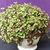 Plant with dense green leaves growing in a pot