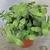 Plant with green leaves growing in a pot