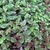Trailing groundcover with green sheathing leaves