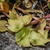 Trailing groundcover with green sheathing leaves