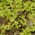 Trailing groundcover with green sheathing leaves