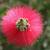 Close up of end of the flower