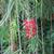 Branch