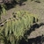 Callitropsis nootkatensis "Pendula'