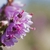 Closeup of flowers
