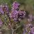 Calluna vulgaris