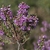 Stem and flowers