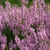Lavender flowers.