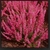 Showy, bright purple flowers