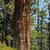 Calocedrus decurrens