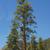 Calocedrus decurrens
