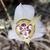 Calochortus ambiguus