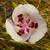 Calochortus argillosus