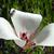 Calochortus catalinae