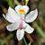 White flower