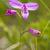 Calopogon pulchellus