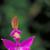 Calopogon pulchellus