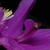 Flower petals (Washington County, ME)-Late Spring