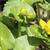 Caltha palustris