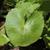 Caltha palustris