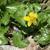 Caltha palustris