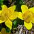 Caltha palustris