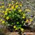 Caltha palustris