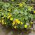 Caltha palustris