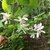 Leafy shoot with several white, many-petaled flowers.