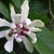 Single flower with many petals. Central part is red.