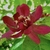 large, wine-red to maroon bloom with a cream-colored center, res