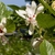 Shrub with coarse foliage & large white flowers.