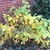 Shrub with yellow autumnal foliage