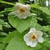 Foliage and large white flowers.