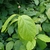 Large coarse leaves and globose flower buds.