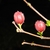 A pair of erect, red flowers in tight bud. Leaves just emerging.