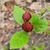 Foliage and dark red, many-petaled flowers in bud.