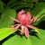 Foliage and a single, dark red, many-petaled flower.