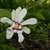 Single flower with many petals. Central part is red.