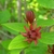 Foliage and dark red, many-petaled flowers.