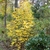 A shrub with yellow autumn foliage.