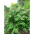 Shrub with coarse foliage & large red flowers.