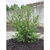 Large shrub with coarse leaves.