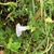 Side view of flower shows overlapping bracts
