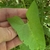 Leaf detail