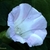 Flower detail