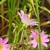 Calyx in August in Anne Arundel County, Maryland